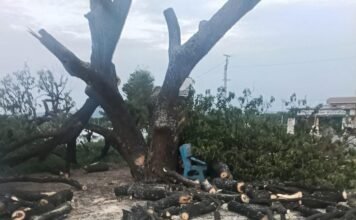 హరితహారానికి గొడ్డలి వేటు… -పక్షులు వాలుతున్నాయనే కారణం చూపి.. -మహా వృక్షాన్ని కొట్టేసిన వైనం -కొట్టేసిన వారిపై చర్యలు తీసుకోవాలని అధికారులకు ఫిర్యాదు
